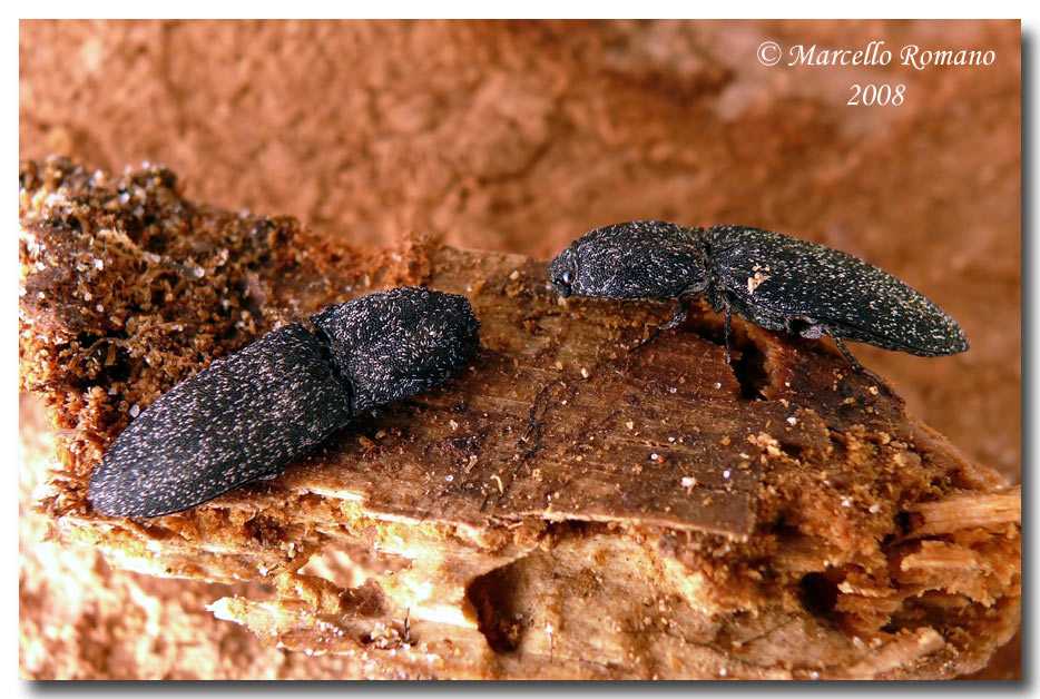 Lacon punctatus (Elateridae) sotto la corteccia di un pino